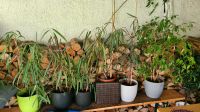 Zimmerpflanzen mit Übertopf 6 Stück Saarland - Kirkel Vorschau