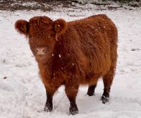 Herdbuch Galloways suchen einen neuen Wirkungskreis Schleswig-Holstein - Wittenborn Vorschau