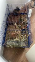 Zwei männliche Kaninchen mit Stall in liebevolle Hände abzugeben Hessen - Felsberg Vorschau