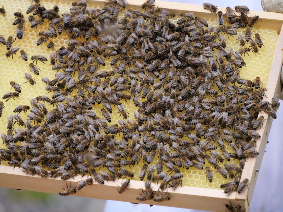 Bienen Königin, Ableger, Jungvolk, Wirtschaftsvolk, Bienenbeute in Neunkirchen