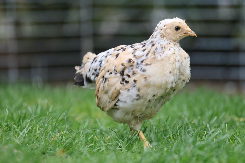 SCHWEDISCHE BLUMENHÜHNER Hahn Henne Jungtiere Küken in Hünfelden