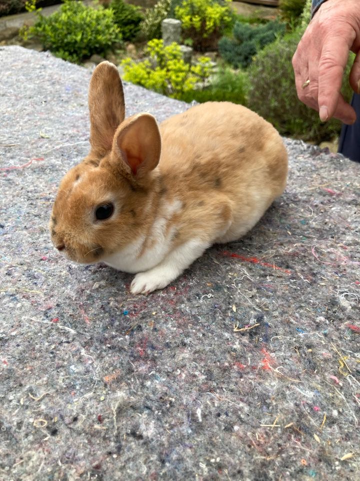 Kaninchen Stehohr in Lingen (Ems)