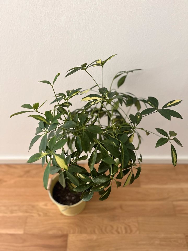 Zimmerpflanze Schefflera Strahlenaralie mit Topf in Berlin