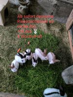 Hasen/ Kaninchen Riesenschecken abzugeben Bayern - Vogtareuth Vorschau