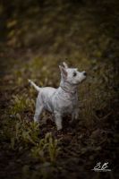 Hunde Foto Shooting Rheinland-Pfalz - Winterscheid Vorschau