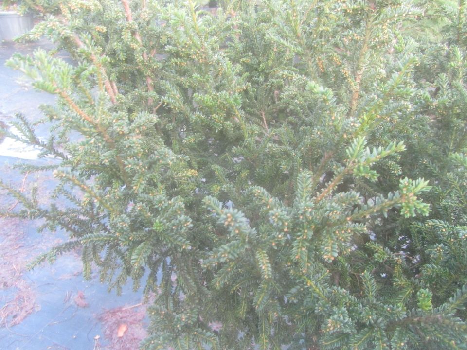 Zwergeibe - Taxus baccata 'Rushmore' 100-120 cm groß, Stamm 5 cm in Soltau