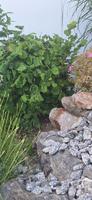 Korkenzieherhaselnuss Corylus Contorta Korkenzieher Hasel Hessen - Gorxheimertal Vorschau