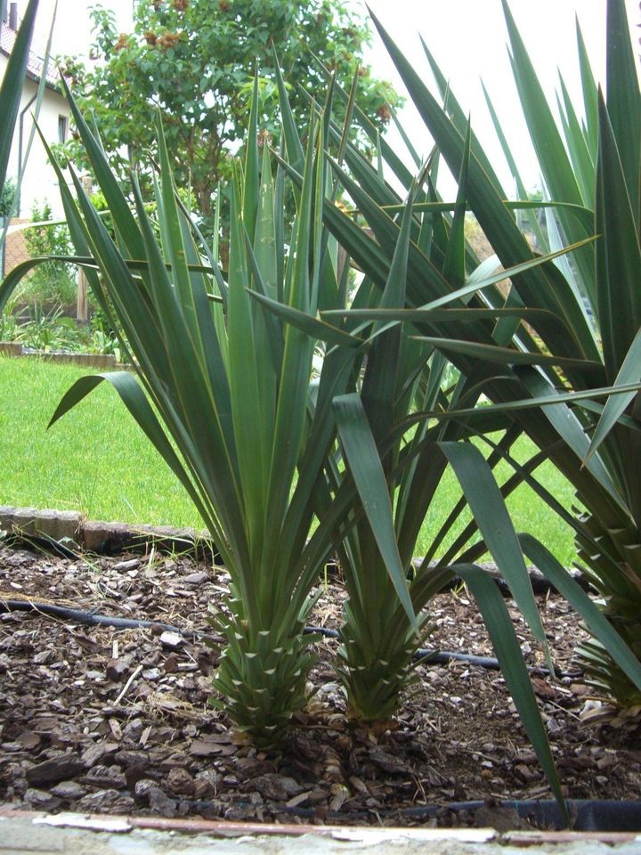 Aussen-Yucca Palme+++neue Bilder in Filderstadt