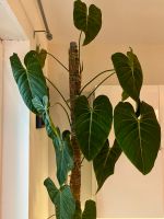 Philodendron Glorious XXL, ca.2m Baden-Württemberg - Freiburg im Breisgau Vorschau