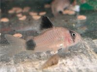 Panda - Panzerwels 3cm  4,50€ Corydoras panda Baden-Württemberg - Rangendingen Vorschau