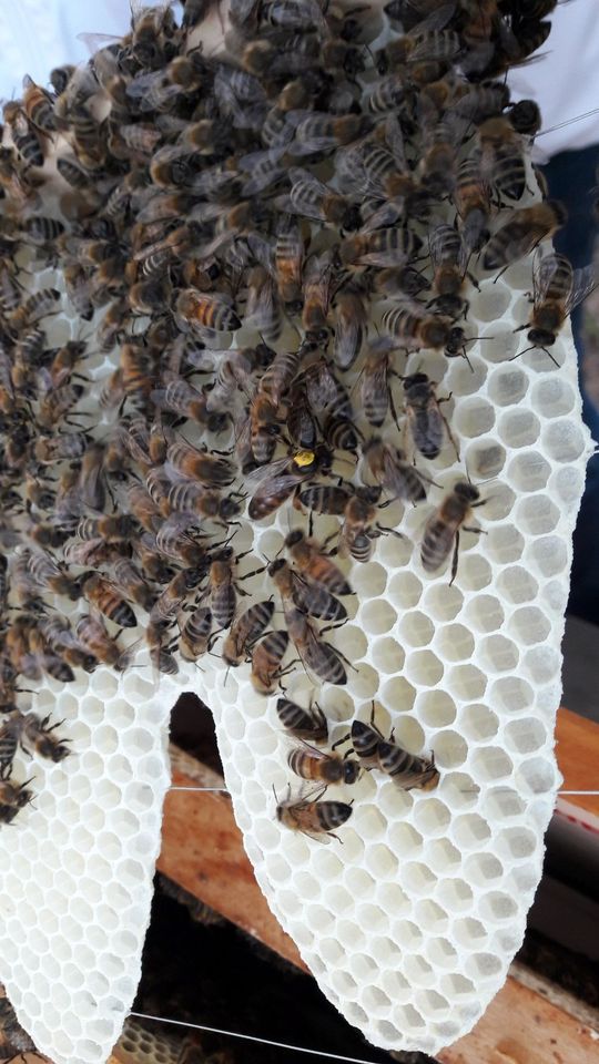 Bienenhonig direkt aus eigener Hobby Imkerei in Leipzig