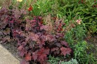 Heuchera micrantha `Palace Purple` Purpurglöckchen P9 ab 2,10€ Bayern - Bayreuth Vorschau