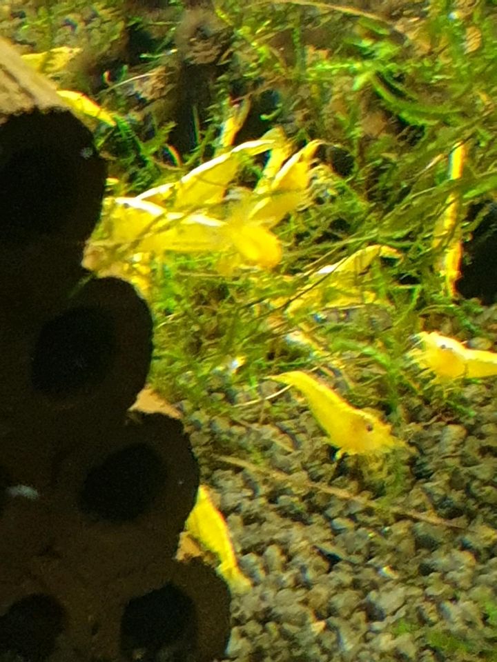 Yellow Fire Neon Garnele (Neocaridina) in Frielendorf