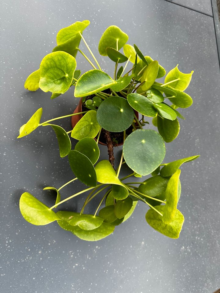 UFO Pflanze, Pilea, Peperomioides, Glückstaler, gesunde Pflanze in Büren