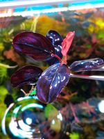 New  ⭐❤ Violett blosom ❤⭐  Bucephalandra Aquarium Garnelen Freiburg im Breisgau - March Vorschau