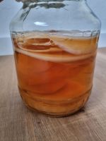 Kombucha Scoby, in Bio Qualität Hannover - Misburg-Anderten Vorschau