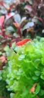 Red Sakura Garnelen Neocaridina Zwerggarnelen Nordrhein-Westfalen - Bünde Vorschau