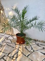 Kanarische Dattelpalme Palme Phoenix canariensis Nordrhein-Westfalen - Rheine Vorschau