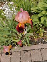 Iris, langstielige Blume Baden-Württemberg - Aichhalden Vorschau
