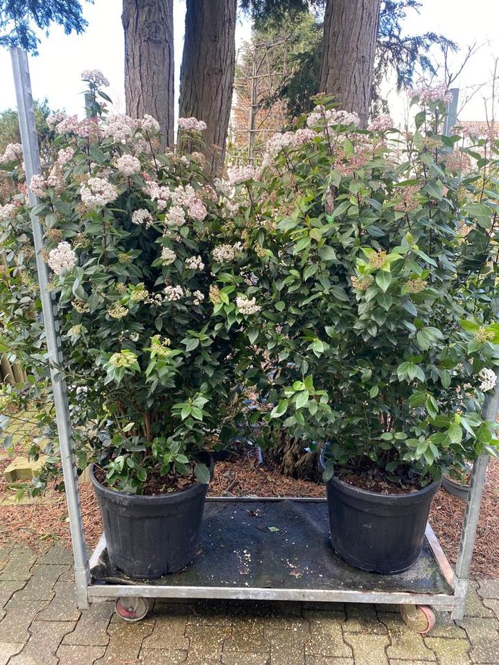 Immergrüner Schneeball Viburnum tinus 'Eve Price' 125-150cm in Simmerath