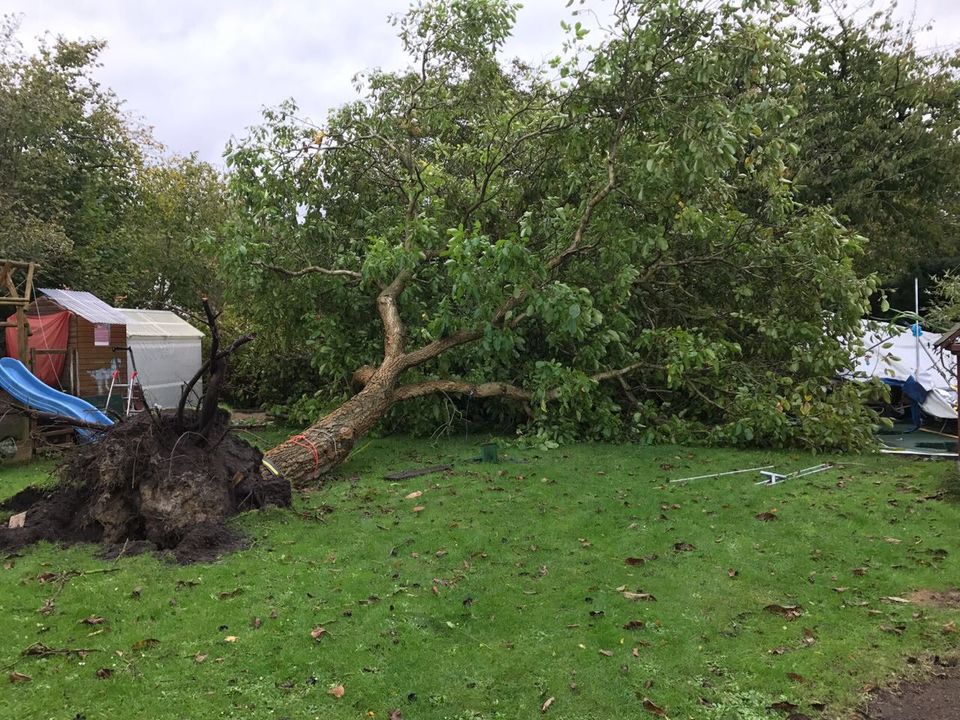 Vertikutierung, Gartenpflege, Baumfällung, Gartenarbeit in Falkensee