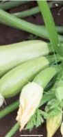 Aus meinem Bio garten Zucchini weiß und Zucchini grün Nordrhein-Westfalen - Ahlen Vorschau