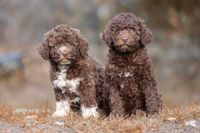 Lagotto Romagnolo Welpen mit Papieren Mecklenburg-Strelitz - Landkreis - Friedland Vorschau