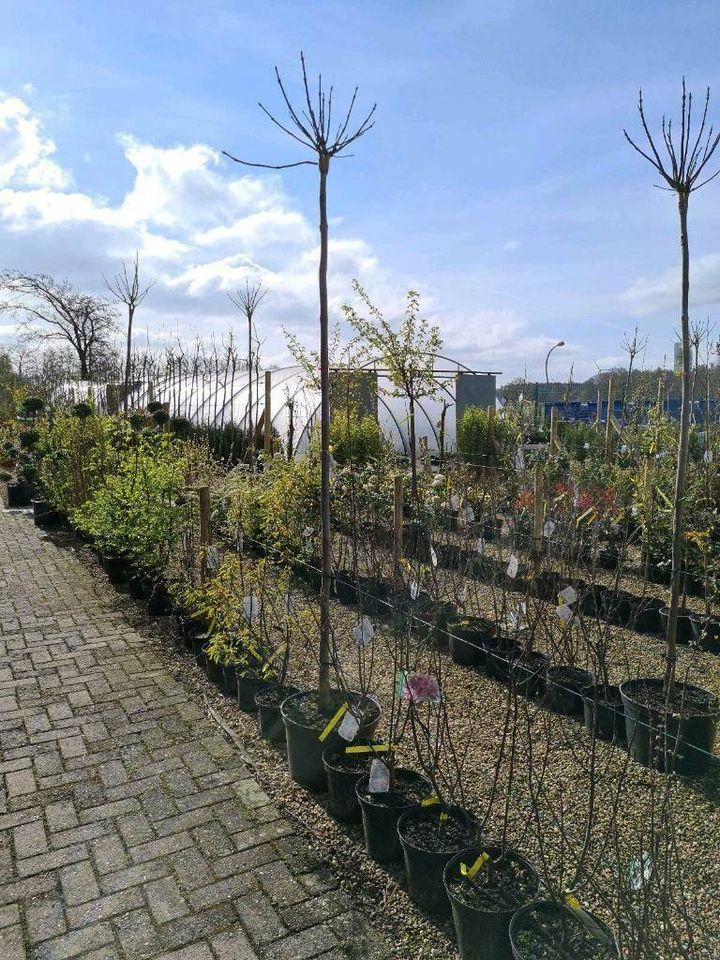 Catalpa bignonioides Nana, Kugel - Trompetenbaum in Sögel