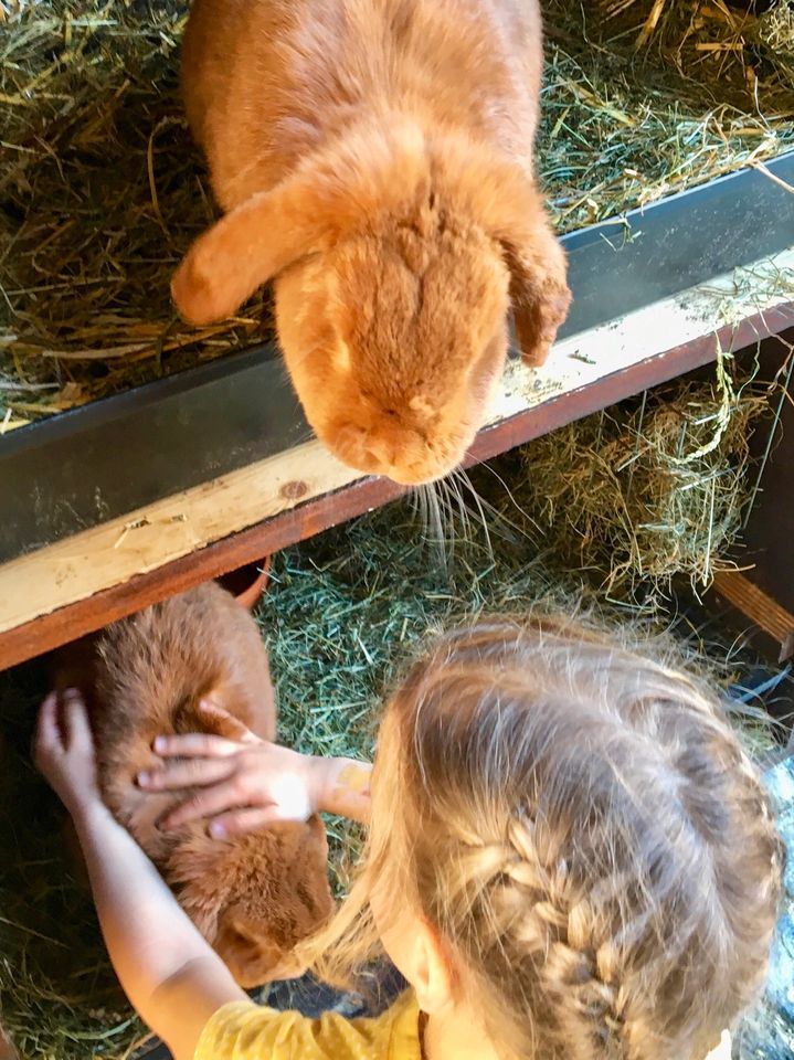 Deutsche Kleinwidder Kaninchen Rot Rammler Häsin Hasen Zucht in Oderwitz