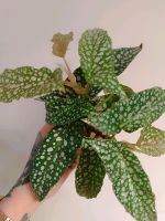 Begonia Maculata Wightii Sachsen-Anhalt - Dessau-Roßlau Vorschau