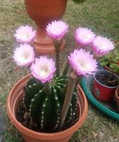 Kaktus Ableger Echinopsis Thüringen - Mühlhausen Vorschau