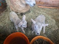 Suche Charollais oder Swifter Schafe Lamm Nordrhein-Westfalen - Much Vorschau