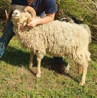 Shetland bock und bocklamm Niedersachsen - Bad Gandersheim Vorschau