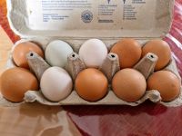 (Speise-)Eier von glücklichen Hühnern aus Freilandhaltung Bayern - Weiden (Oberpfalz) Vorschau