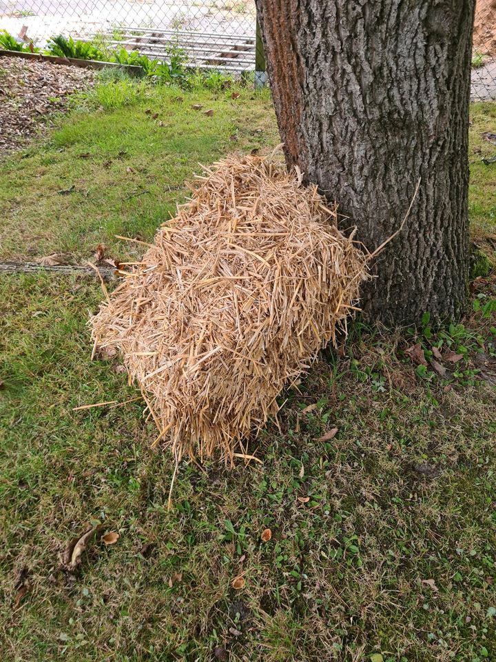 Stroh Roggen erntezeit 2022 Einstreu Pferde Hasen Garten Hühner in Bomlitz