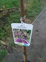 Liebesperlenstrauch Hochstamm / Callicarpa bodinieri Profusion Nordrhein-Westfalen - Bocholt Vorschau