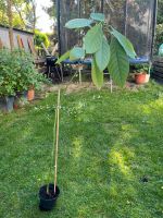 Avocadobaum selbst gezüchtet ca. 1m, nur Abholung Bayern - Maisach Vorschau