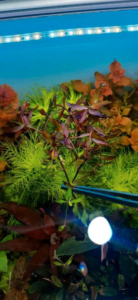 ⭐❤ ROTALA YARABJE ⭐❤ Rare Aquarium Pflanzen Bucephalandra in Freiburg im Breisgau