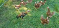 Hühner Huhn Henne Lohmannsbraune Lohmanns Braune Nordrhein-Westfalen - Lengerich Vorschau