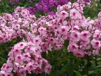 Phlox - verschiedene Farbvarianten Thüringen - Schmoelln Vorschau