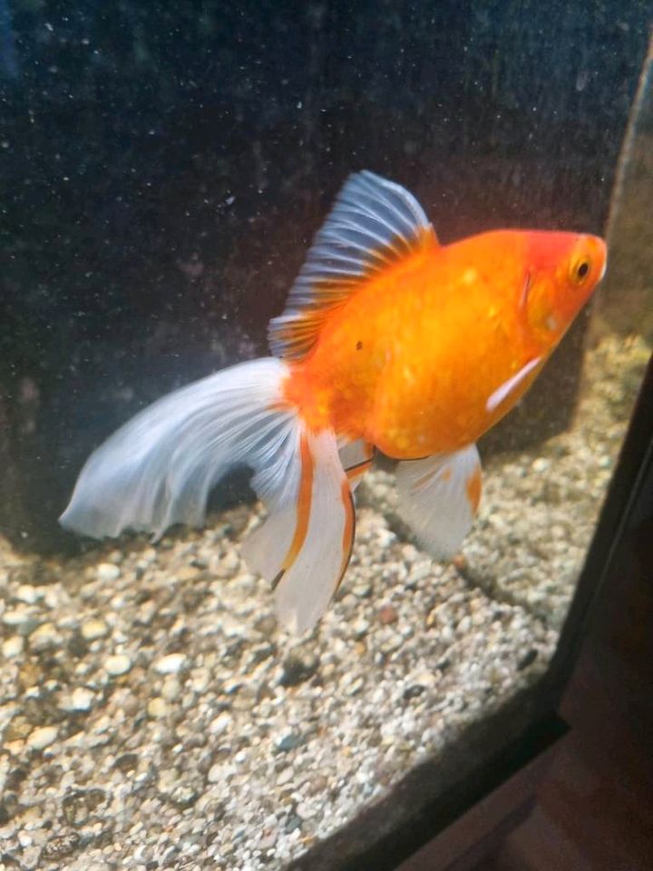 Oranda Goldfish - Schleierschwanz in Schongau