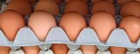 Frische Eier zu verkaufen von Freilaufende Hühner Bielefeld - Heepen Vorschau