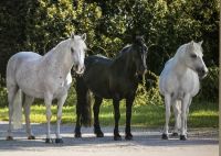 Suche im Auftrag Stallmitarbeiter für Pferde Bayern - Rothenburg o. d. Tauber Vorschau