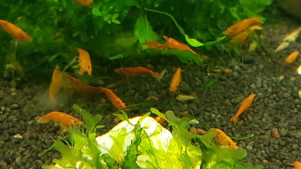 10 Stk. Orange Sakura Zwerggarnele Neocaridina Top Qualität in Essen