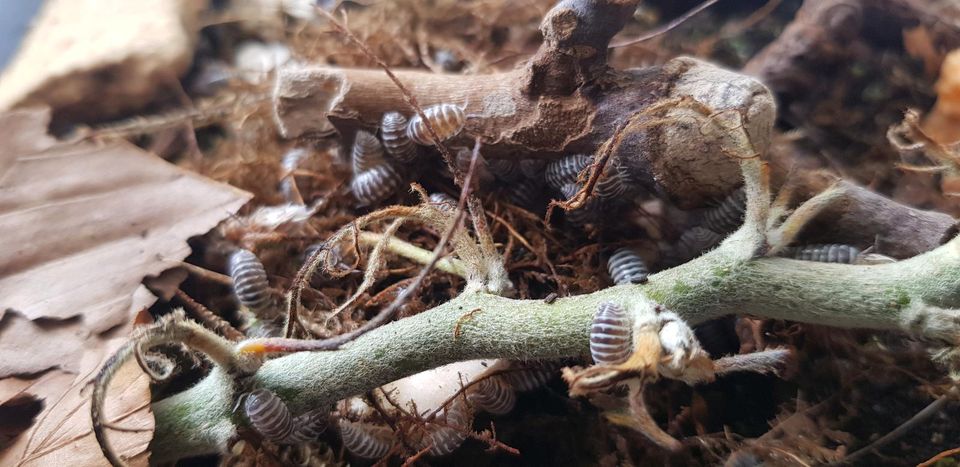 Armadillidium maculatum “Zebrarollassel” & Champagne in Penig