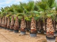 Washingtonia robusta Petticoat Priesterpalme Palme 2-7m Lieferung Nordrhein-Westfalen - Nordkirchen Vorschau