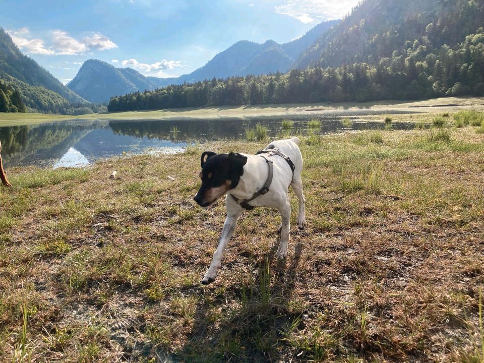 ♥️ Bruno sucht sein Traumzuhause ♥️ in Furth