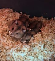 Weibliche Hamster Bayern - Mindelheim Vorschau