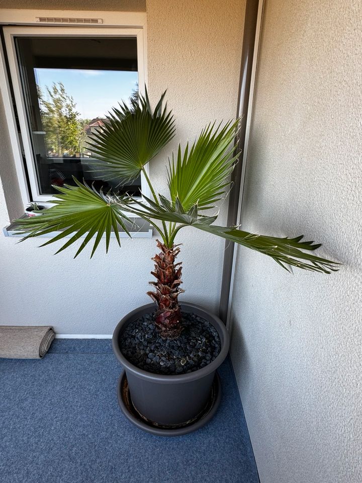 Washingtonia Robusta Palme *NUR ABHOLUNG * in Nordhausen