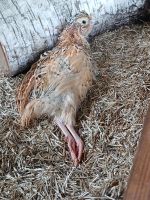 Wachtelhahn sucht liebevolle Hennengruppe Bayern - Neufahrn in Niederbayern Vorschau